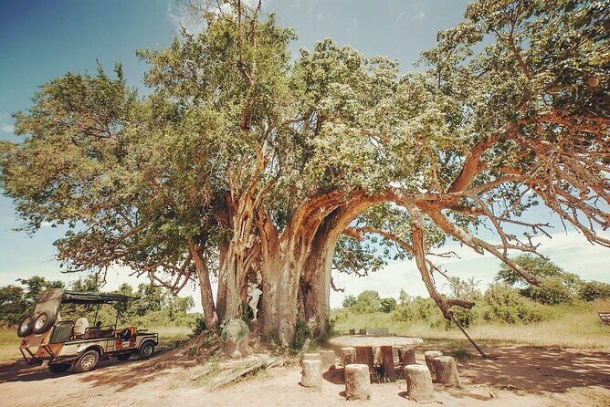 Mikumi National Park 3 Day Tour - Real Traveler Perspectives