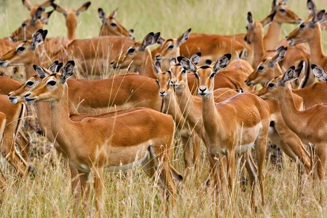 Mikumi National Park 3 Days - Accommodations and Comfort