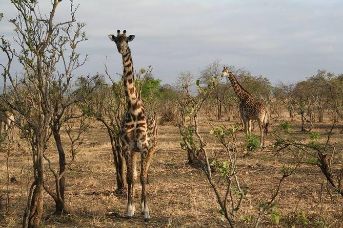 MIKUMI NATIONAL PARK - 3 Days - What the Tour Includes and What to Expect