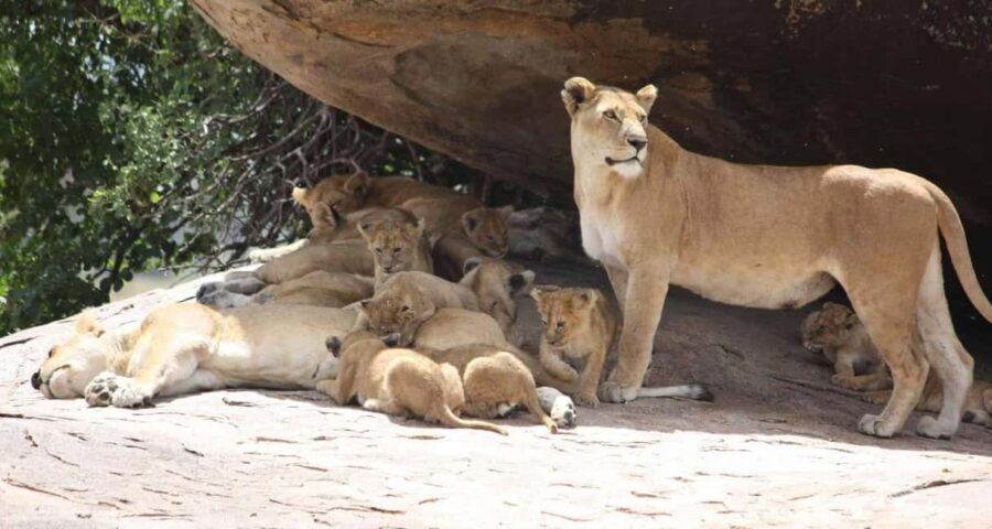 Mikumi National Park and Selous Game Reserve: 4-Day Safari - Detailed Breakdown of the Itinerary
