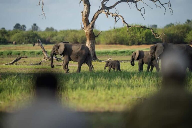 Mikumi National Park, Day Trip from Dar Es Salaam - FAQ