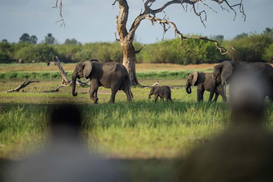 Mikumi National Park, Day Trip from Dar Es Salaam - FAQ