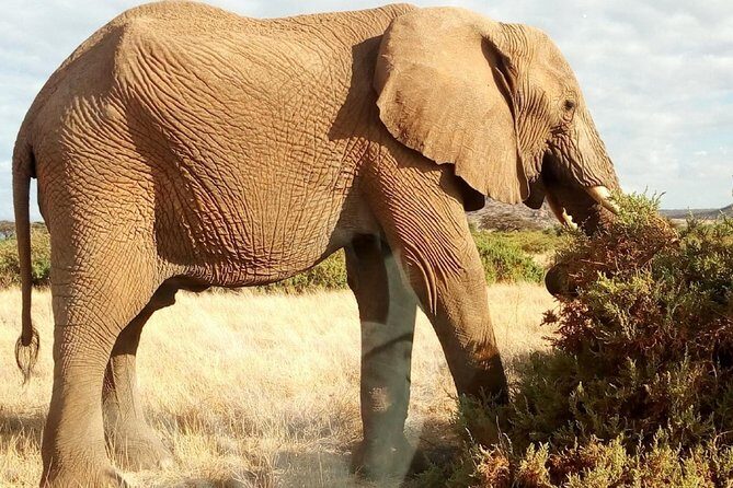 Mikumi national park full day tour - Why the Guides Make a Difference