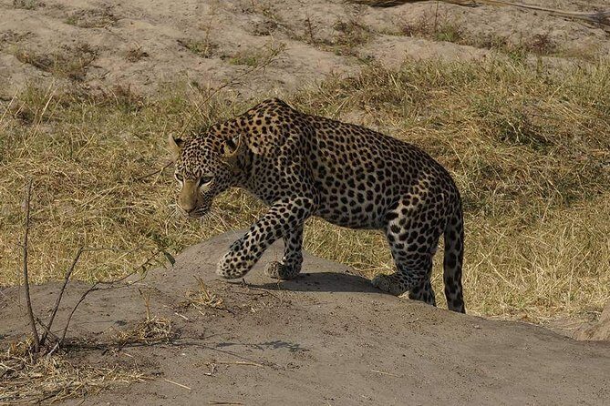 Mikumi National Park in a Day - A Day Tour from Morogoro - An In-Depth Look at the Mikumi Day Trip