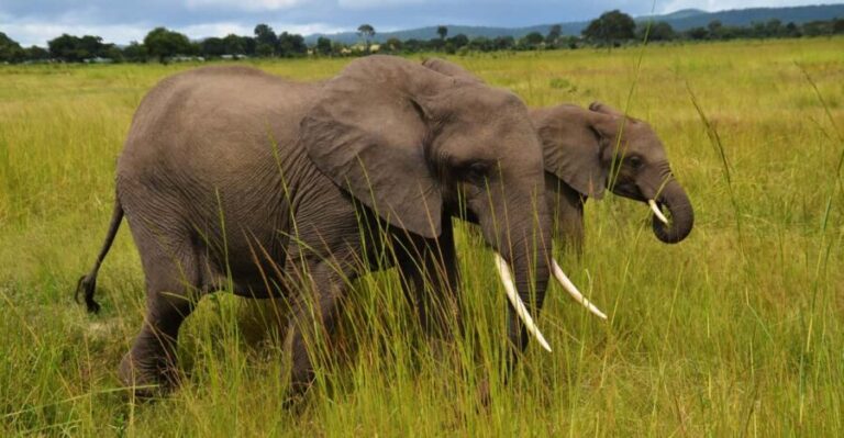 Mikumi National Park & Udzungwa Waterfalls 4-Day Tour - Transitioning to Udzungwa Mountains