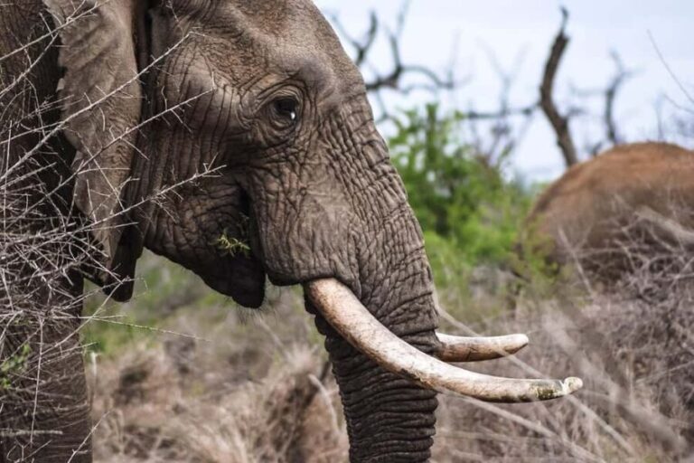 Mikumi Np Cheap & Luxury safari 2 Days From: Dar es salaam - An In-Depth Look at the 2-Day Mikumi Safari