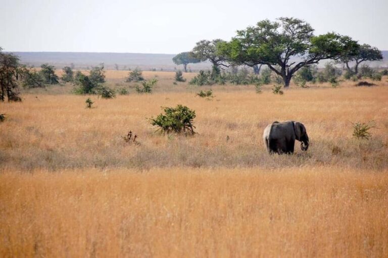 Mikumi Safari, Chizua Waterfalls & Maasai Village 3-Day Tour - Deep Dive into the Experience