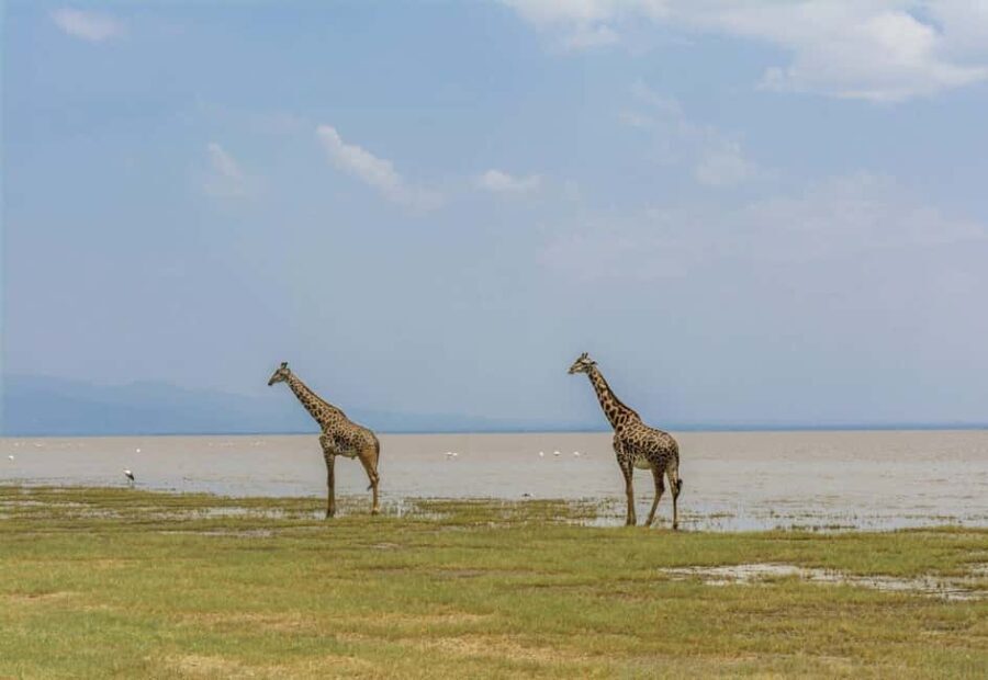Mikumi Safari Drive - 2-Days/1 Night (Luxury) - The Value of the Experience