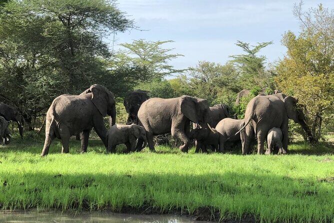 Mikumi Safari Tour: Day Trip Return Flight From Zanzibar - The Sum Up
