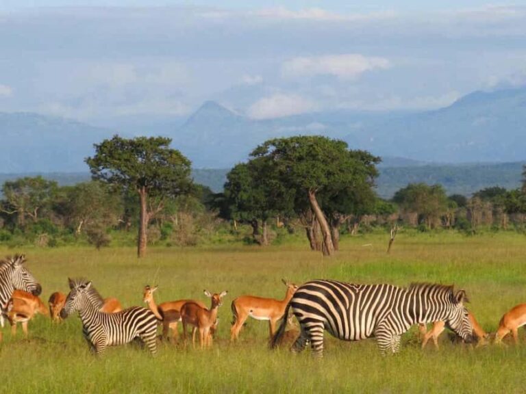 Mikumi & Udzungwa: 4-Day Safari from Zanzibar of Daressalaam - Analyzing the Value