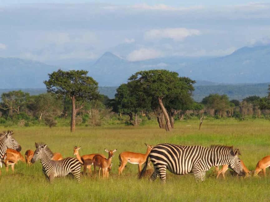 Mikumi & Udzungwa: 4-Day Safari from Zanzibar of Daressalaam - Analyzing the Value