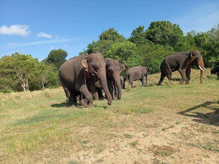 Minneriya: Elephant Safari at Minneriya Park - Hotel Pickup - Practical Tips for Your Safari Experience