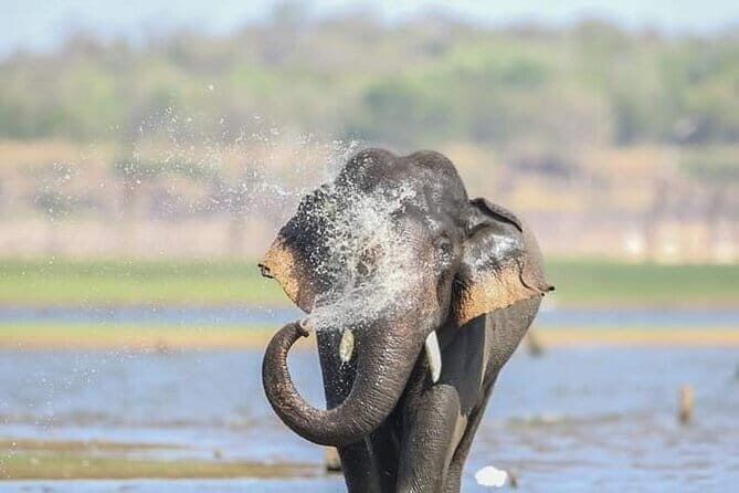 Minneriya Half Day Safari Tour - Who Will Love This Tour?