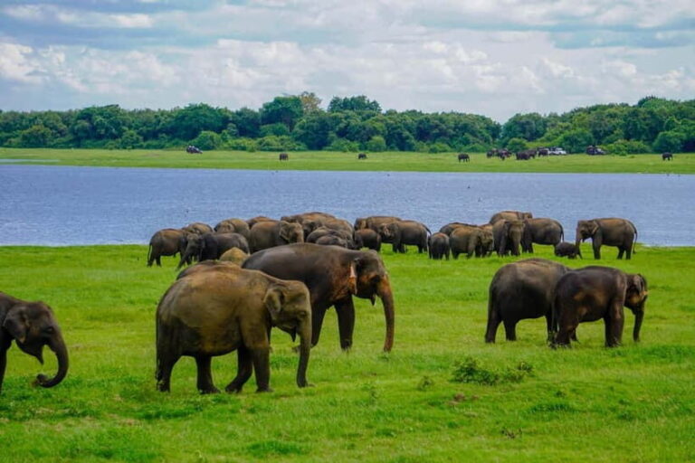 Minneriya: Minneriya National Park Private Elephant Safari - What To Expect During The Tour