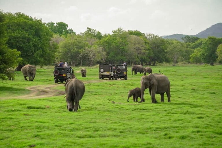 Minneriya: Minneriya National Park Private Evening Safari - Who Should Consider This Safari?