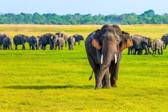 Minneriya National Park Elephant Safari from Sigiriya - Why This Safari Excels: Insights from Travelers