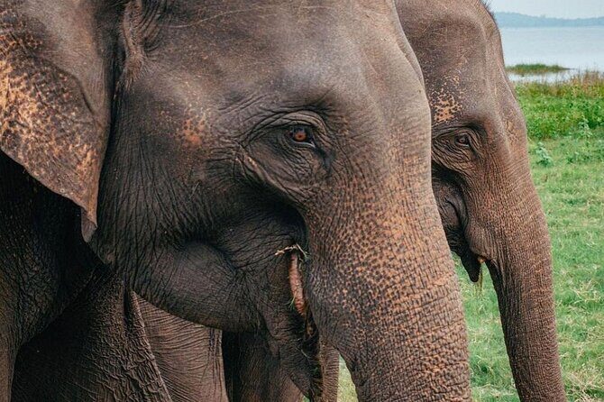 Minneriya National Park Elephant Safari from Sigiriya - The Value of This Safari