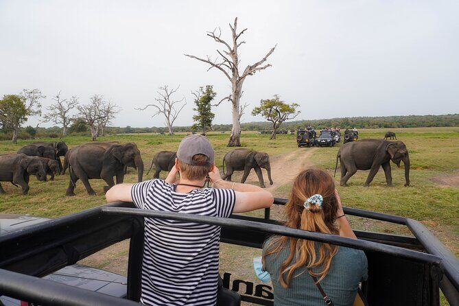 Minneriya National Park Half Day Elephant Safari - Authentic Reviews and What They Tell Us