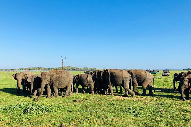 Minneriya National park half day private safari in Sri Lanka - Who Should Consider This Tour?