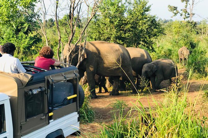 Minneriya National Park Half Day safari - Why This Safari Works Well for Travelers