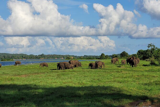 Minneriya National Park halfday Safari - The Value of VIP Perks