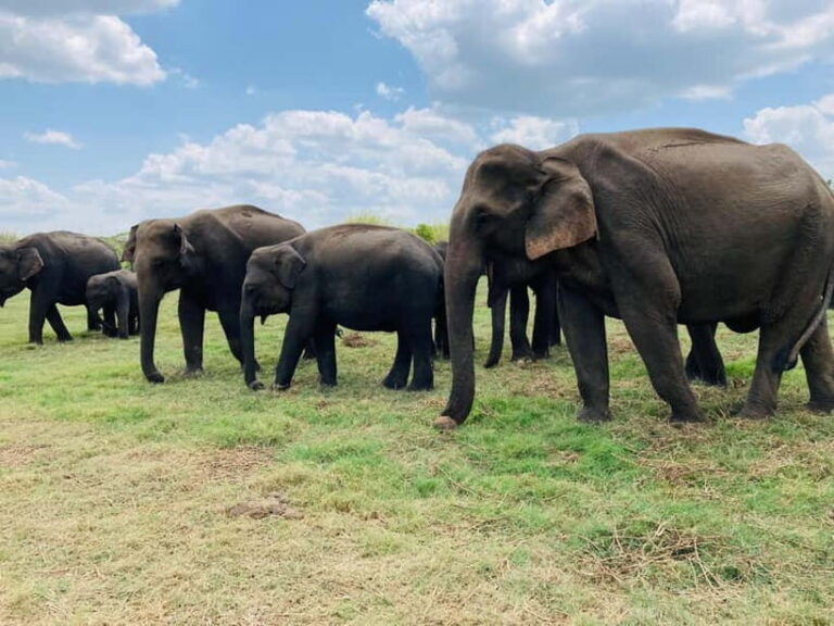 Minneriya National Park: Private 4x4 Jeep Safari - Detailed Breakdown of the Experience