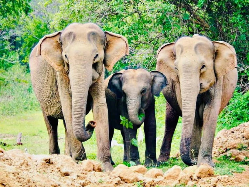 Minneriya National Park: Private 4X4 Safari From Trincomale - The Wildlife and Landscape of Minneriya