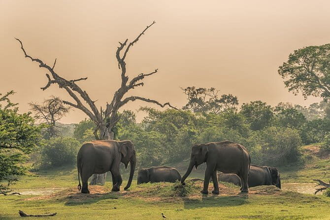 Minneriya National Park Private Safari - Authentic Encounters and Reviews
