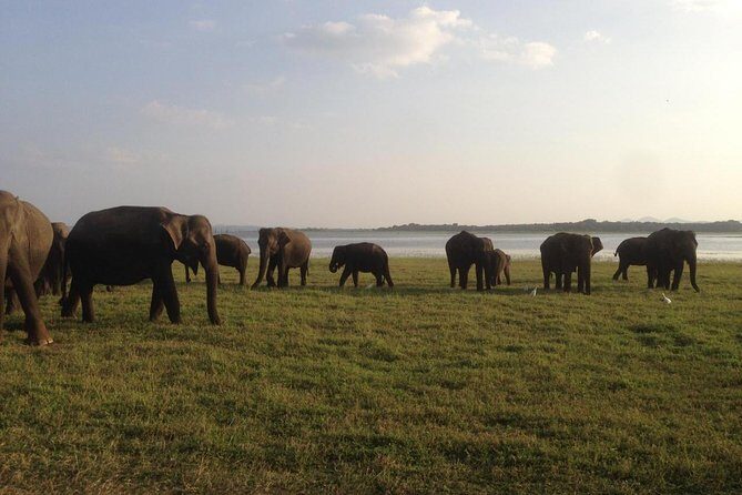 Minneriya National Park private safari - A Deep Dive into the Itinerary and Experience