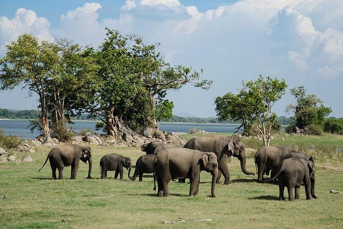 Minneriya National Park | Private Safari - Final Thoughts: Is This Safari for You?
