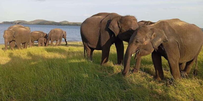Minneriya National Park Safari - Entrance Fee Included - The Experience: What to Expect from the Safari