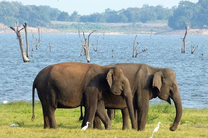 Minneriya National Park Safari from Habarana - The Itinerary: What to Expect at Each Stop