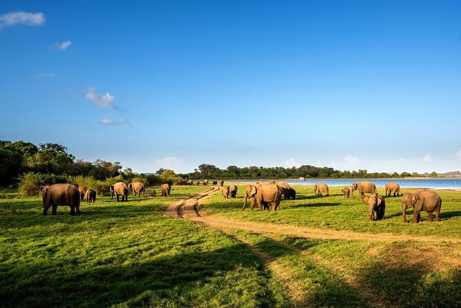 Minneriya National Park Safari from Polonnaruwa - Transportation and Comfort