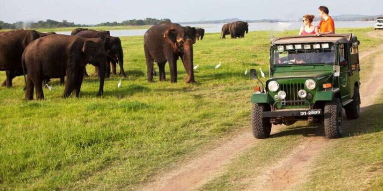 Minneriya: Private Jeep Safari From Trincomalee - The Main Highlights of the Tour