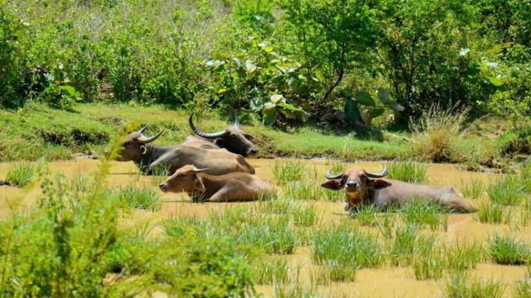 Minneriya Safari Park Private Tour From Habarana/Sigiriya - What the Tour Includes and What It Doesn’t