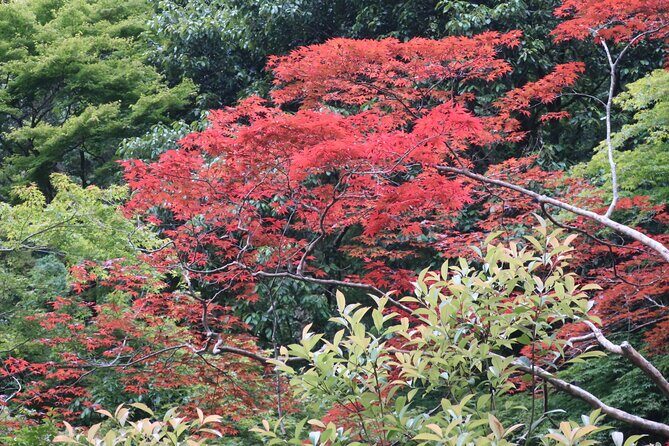 Minoh Waterfall and nature walk through the Minoh Park - Who Would Love This Tour?