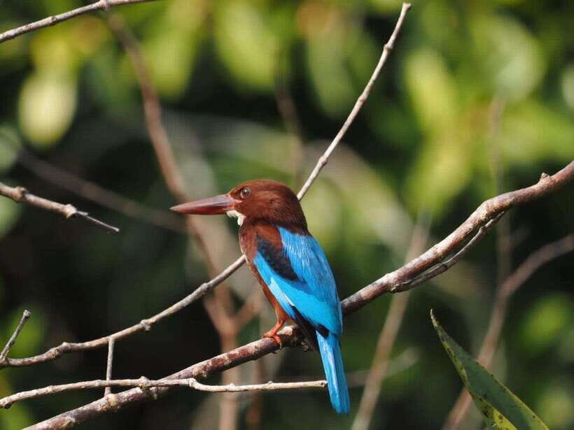 Mirissa: Nilwala River Bird Watching and Crocodile Tour - Is This Tour Worth the Price?