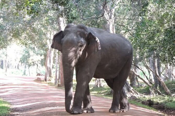 Mirissa, Weligama, Ahangama Transfer to Ella and Udawalawa Safari - Why This Tour Represents Good Value