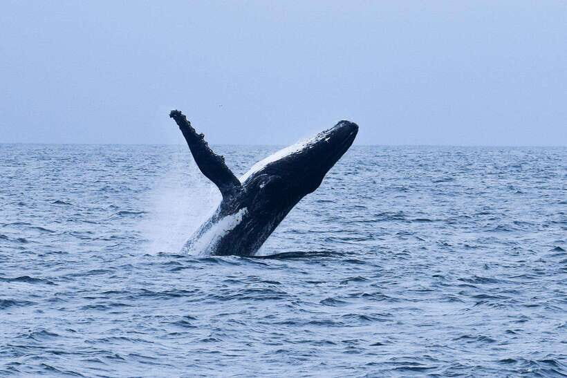 Mirissa: Whale & dolphin Watching Boat Tour with Breakfast - Authentic Experiences & What Travelers Say