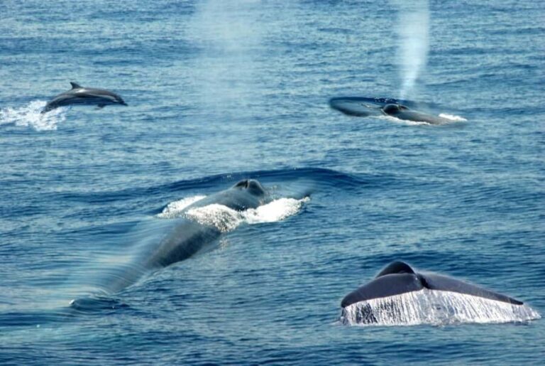 Mirissa: Whale & Dolphin Watching Trip with Private Transfer - What the Reviews Say