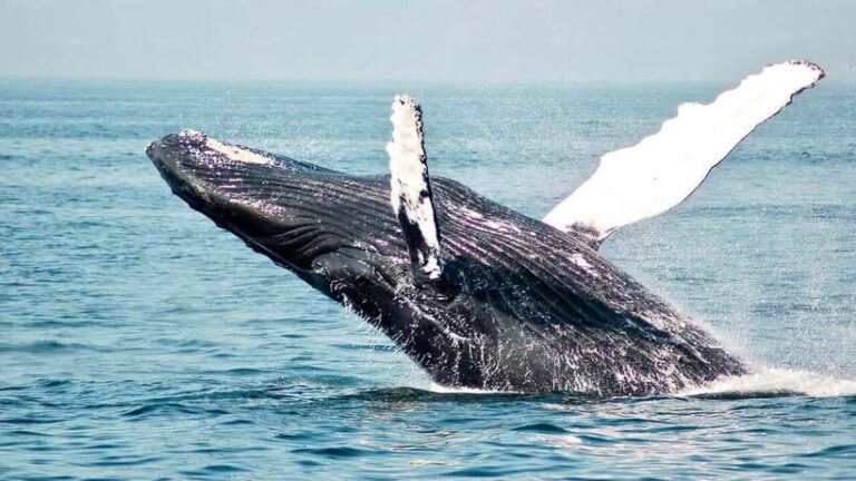 Mirissa Whale Watching-Yala Safari & Galle Fort Night Escape - What to Bring and What Not to