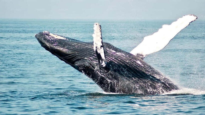 Mirissa Whale Watching-Yala Safari & Galle Fort Night Escape - What to Bring and What Not to