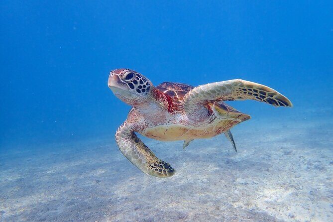[Miyako Island / Full Day] Sea Turtle Snorkeling & SUP or Canoe - The Itinerary: What to Expect on Your Day