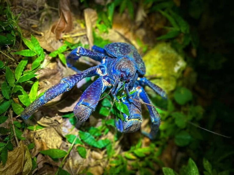 Miyako Island: Stars & Jungle Night Walking Tour - Who’s This Tour Perfect For?