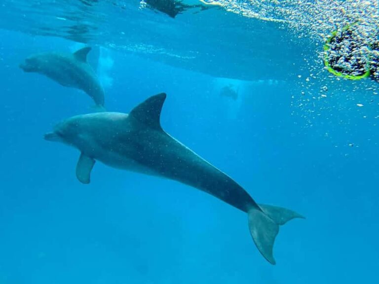 MNEMBA : AFRICAN MALDIVES DOLPHIN TOUR & SNORKLING - Exploring the Tour in Detail