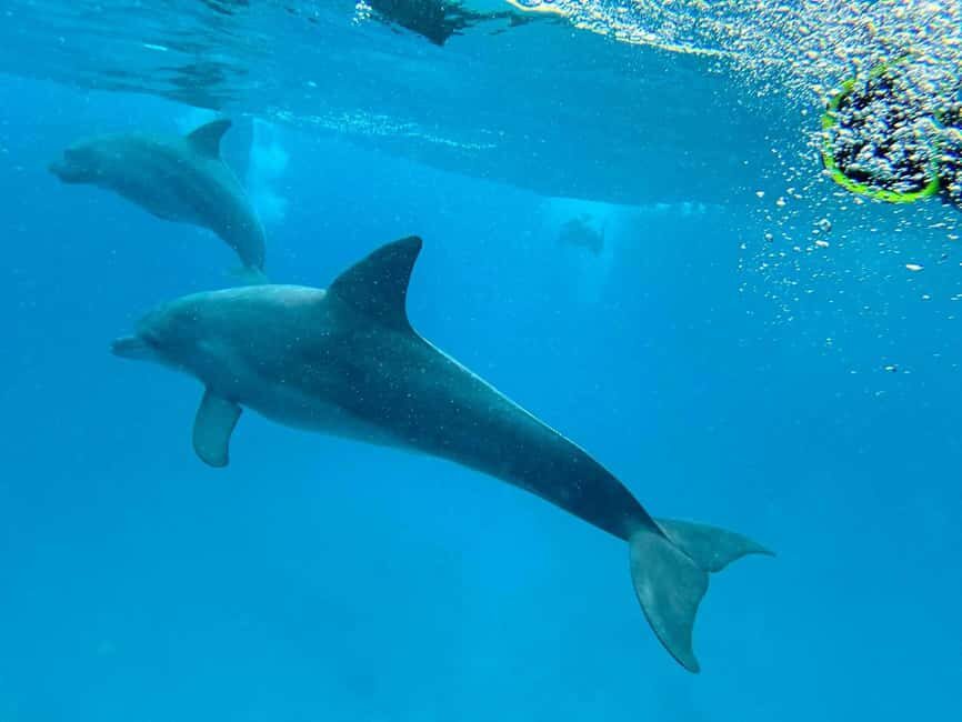 MNEMBA : AFRICAN MALDIVES DOLPHIN TOUR & SNORKLING - Exploring the Tour in Detail