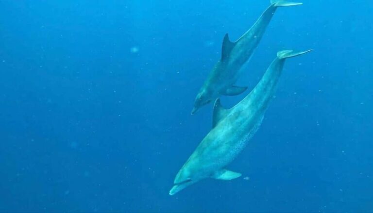 Mnemba Atoll: dolphins tour and snorkeling - Practical Details and Tips