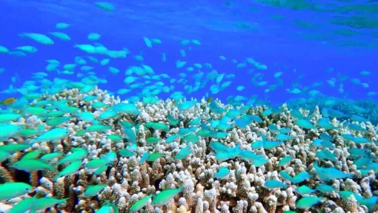 Mnemba atoll snorkeling - The Island: A Private Slice of Paradise