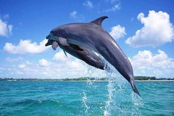 Mnemba Atoll - Who Will Love This Tour?