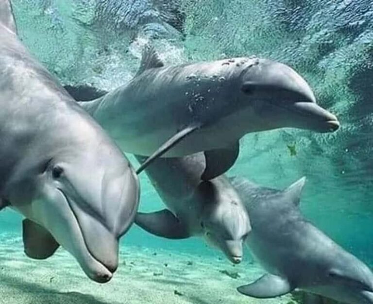 Mnemba: Dolphin Swim & Snorkeling Adventure Day Trip - Practical Details and Value